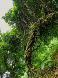 Low angle view of trees