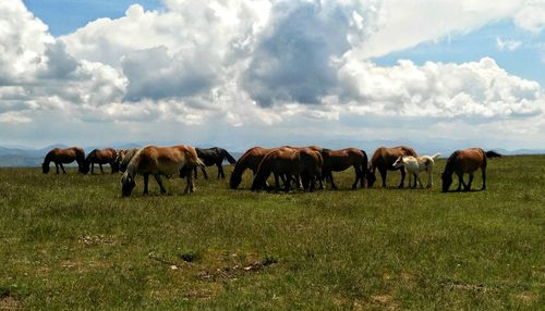 Horses grazing in a field