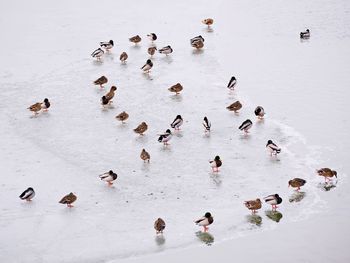 High angle view of swans swimming in lake during winter