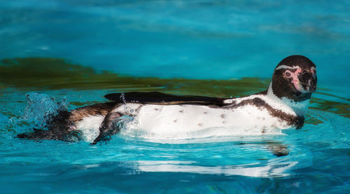 Close-up of turtle swimming in water