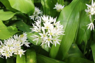 Close-up of flowers blooming outdoors