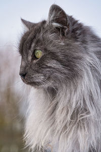 Close-up of a cat looking away