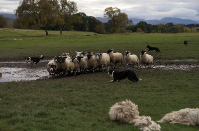 Sheep grazing on field against sky