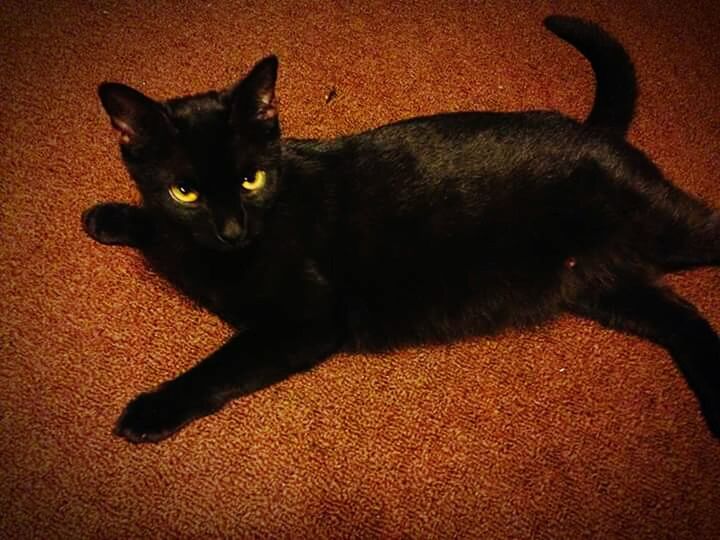 CLOSE-UP PORTRAIT OF CAT SITTING ON CARPET