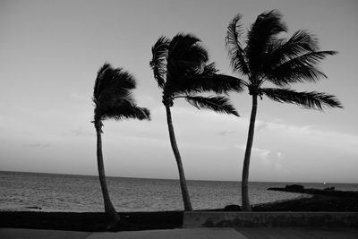 Coconut palm tree on beach against sky