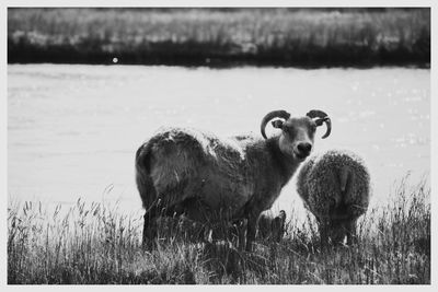 Sheep on field