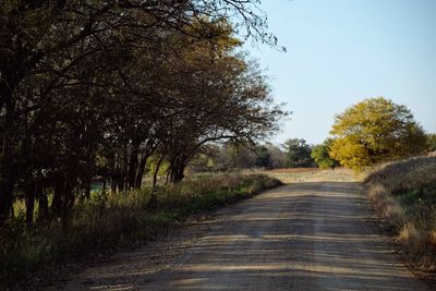 Empty road by trees during autumn