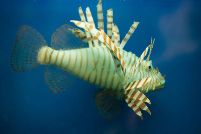 Close-up of fish swimming in tank at aquarium