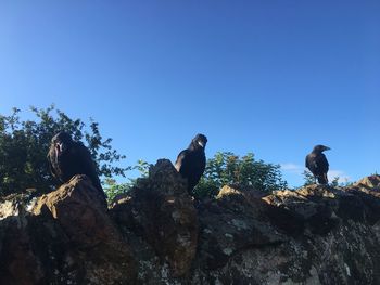 Low angle view of birds perching on rock against clear blue sky