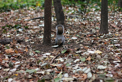 Gray squirrel looking for nuts and food on the ground between foliage in autumn