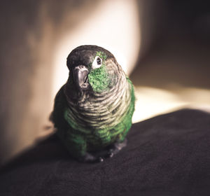 Close-up portrait of parrot