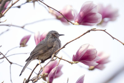 Close-up of bird perching on cherry tree