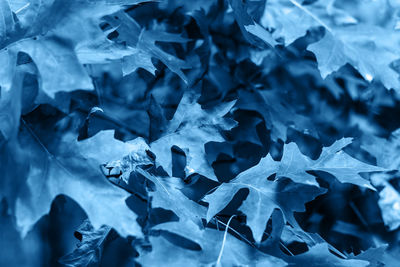 Full frame shot of frozen plants during winter