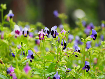 Close-up of purple flowers blooming outdoors