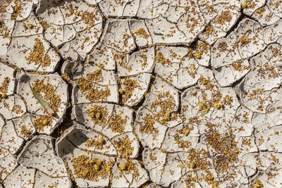 High angle view of plants on drought land