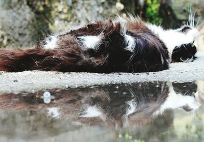 Close-up of dog drinking water