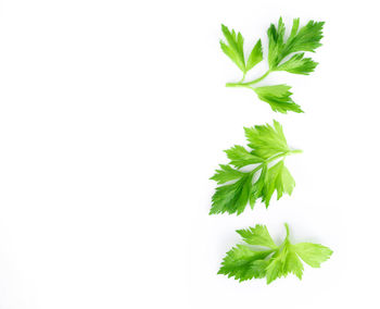 Close-up of leaves against white background