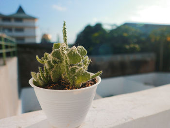 Close-up of potted plant on retaining wall