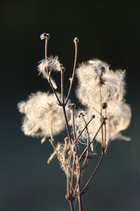 Close-up of flowers against plants