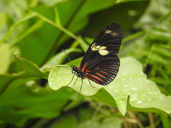 Close-up of butterfly on leaf