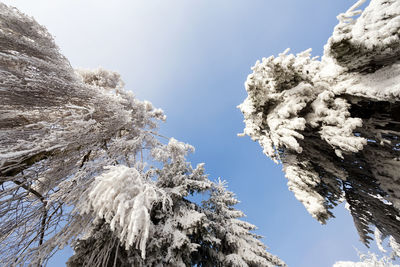 Low angle view of frozen trees against sky