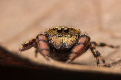 Close-up of spider