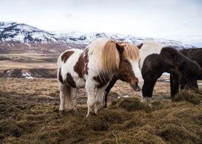 Horses on field against mountains