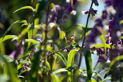 Close-up of plant