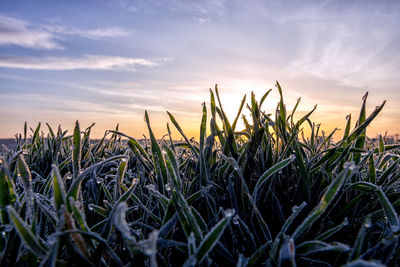 Close-up of crops growing on field against sky