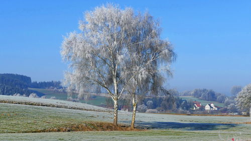 Tree by river against clear blue sky