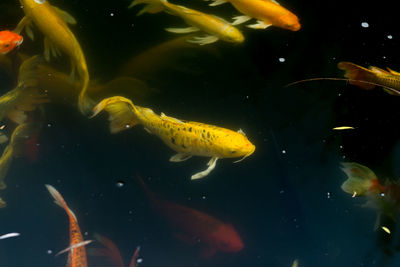 Close-up of fish swimming in sea