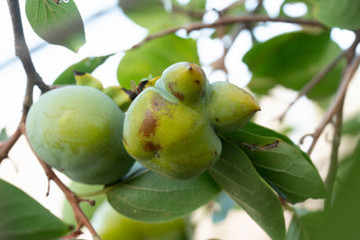 Close-up of fruits growing on tree