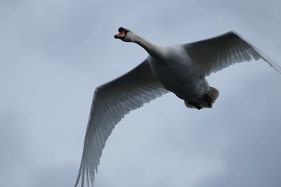 Low angle view of a mute swan  flying in sky