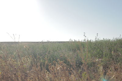 Scenic view of field against clear sky