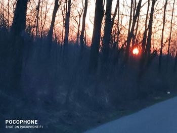 View of trees at sunset