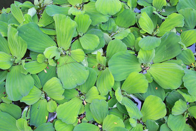 Full frame shot of green leaves on plant