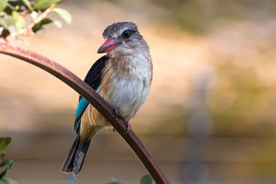 Close-up of bird perching outdoors