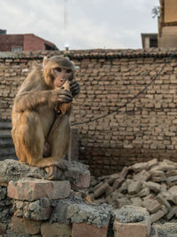Monkey sitting on brick wall