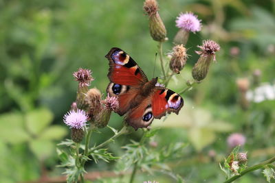 Close-up of butterfly pollinating on purple flower