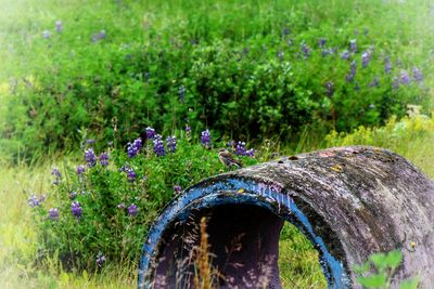 Plants growing on field