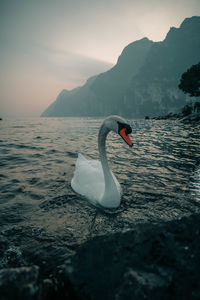 Swan swimming on lake against sky