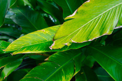 Close-up of green leaf on plant