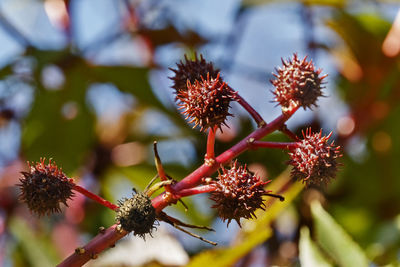 Red spiny seed  of castor bean also called castor oil plant or ricinus communist , red fruits 