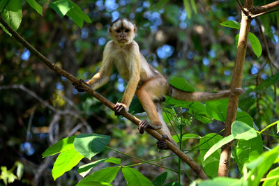 Monkey on tree in forest