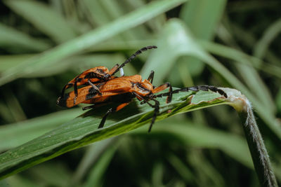 Close-up of insect on plant