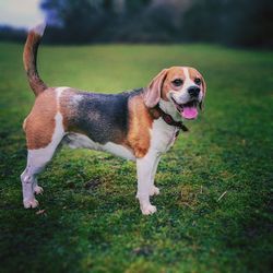 Dog looking away on field