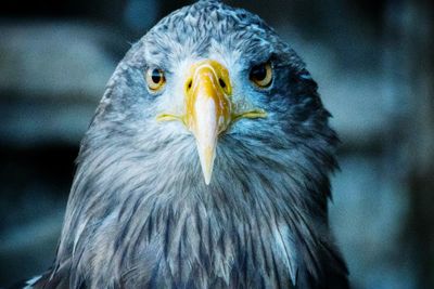 Close-up portrait of eagle