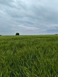 Scenic view of agricultural field against sky