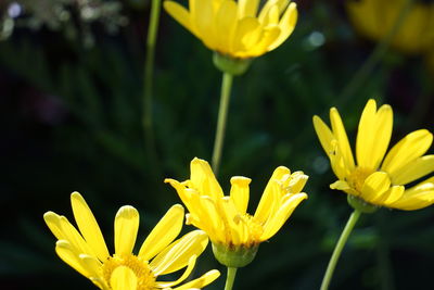 Close-up of yellow flowers blooming outdoors