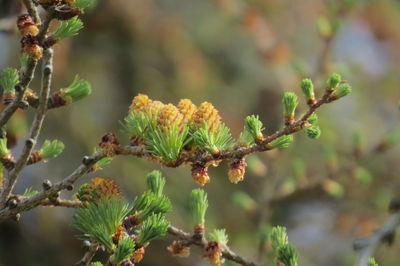 Close-up of flower growing on branch